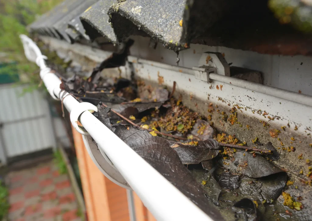 Birds + wasps in the soffit